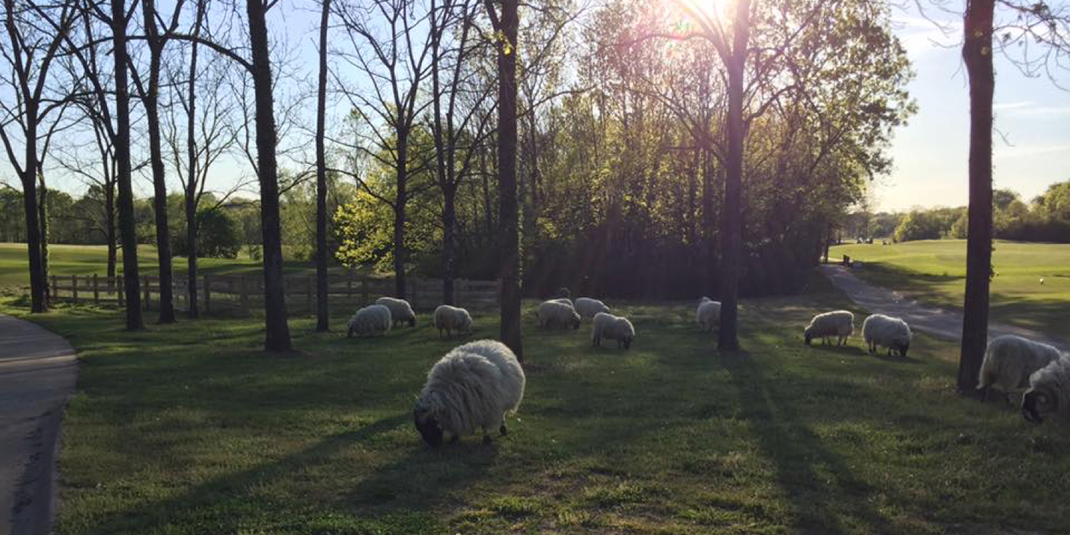 Hermitage's Flock of Scottish Blackface Sheep